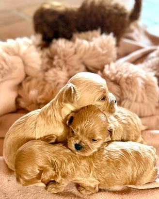 Maltipoo asiatico maschio