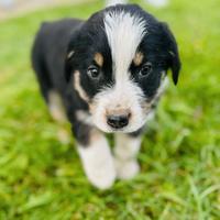 Cucciolo maschio e femmina