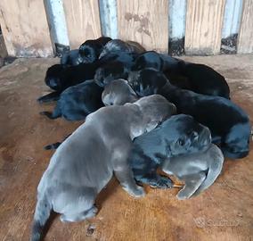 Cuccioli corso
