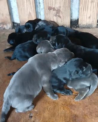 Cuccioli corso
