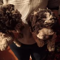 Lagotto cuccioli Pedigree