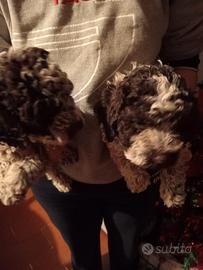 Lagotto cuccioli Pedigree