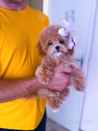 Maltipoo
