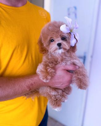 Maltipoo