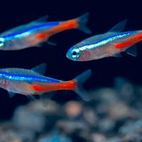 Pesci neon