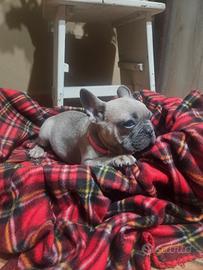 Bulldog francese blu fawen
