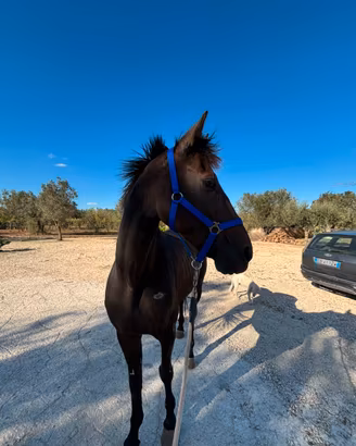 Cavallo