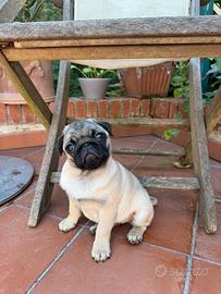 Cuccioli di carlino