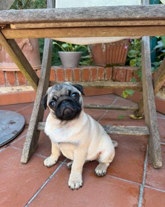 Cuccioli di carlino