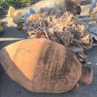 ORCIO + rosa del deserto 