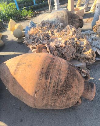 ORCIO + rosa del deserto 