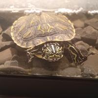 Tartarughina con acquario