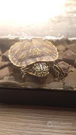 Tartarughina con acquario