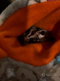 Petauri dello Zucchero