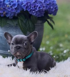 Bulldog francese esotico