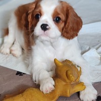 Cucciole Cavalier King