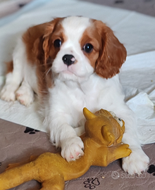 Cucciole Cavalier King