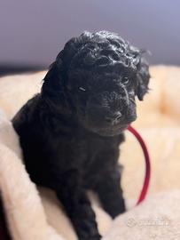 Barboncino nano maschio disponibile