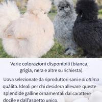 Esemplari di moroseta