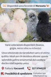 Esemplari di moroseta