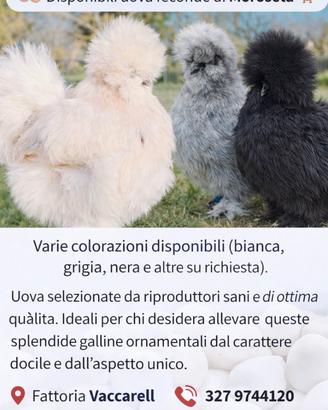 Esemplari di moroseta