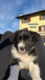 Cuccioli di border collie con pedigree