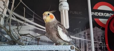 Pappagalli calopsite maschio e femmina