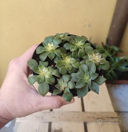 8 talee di pianta grassa in unico vaso