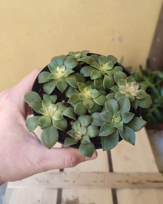 8 talee di pianta grassa in unico vaso
