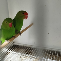 Inseparabili taranta