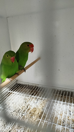 Inseparabili taranta