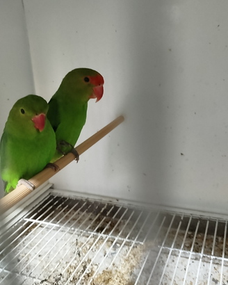 Inseparabili taranta
