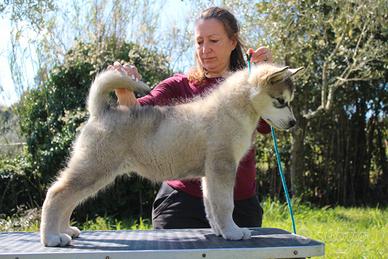 Alaskan Malamute Cuccioli disponibilità immediata