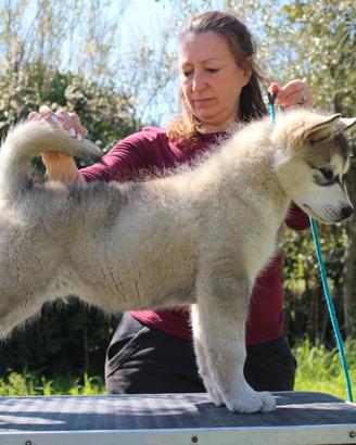 Alaskan Malamute Cuccioli disponibilità immediata