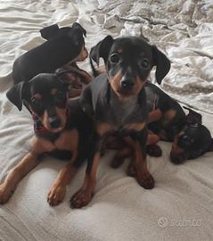 Disponibile cuccioli di pincher nano