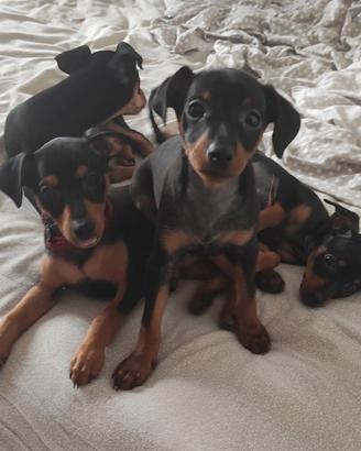 Disponibile cuccioli di pincher nano