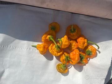Peperoncini
