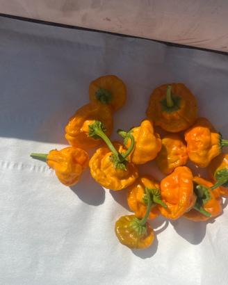 Peperoncini