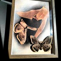 quadro con vera Falena, Saturnia pyri