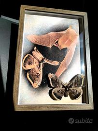 quadro con vera Falena, Saturnia pyri