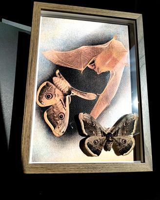 quadro con vera Falena, Saturnia pyri