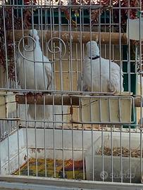 Coppia tortora dal collare