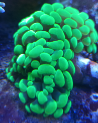 Coralli tropicali