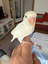 Papagallo inseparable