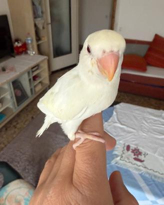 Papagallo inseparable