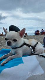 Chihuahua per monta