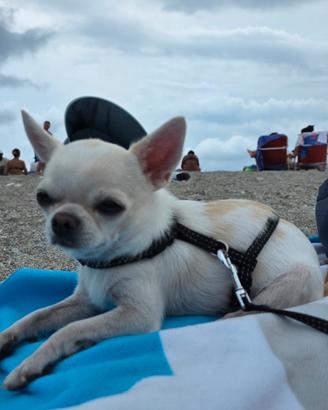Chihuahua per monta