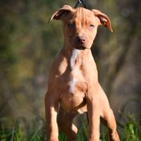 American Pitbull Terrier Ukc