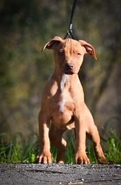 American Pitbull Terrier Ukc