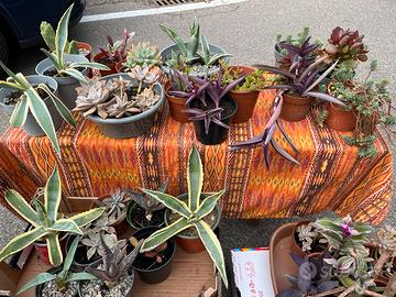 Piante grasse